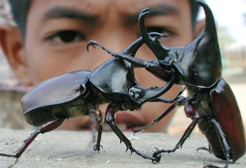Настоящие жуки-носороги — прообраз оникабуто